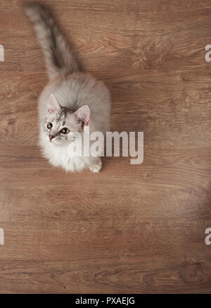 Giovani gatto grigio sedersi sul pavimento sopra vista superiore Foto Stock