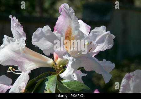 Sydney Australia, bianco flowerhead con malva e segnalazione arancio dei rododendri ciliicalyx Foto Stock