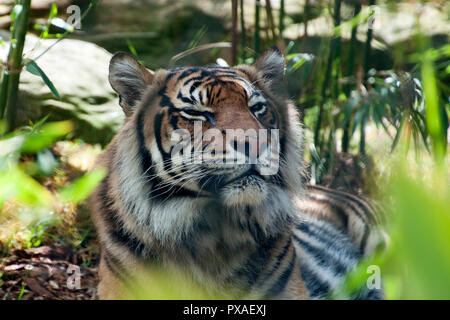 Sydney Australia, tigre di Sumatra rilassante in una radura del bosco Foto Stock