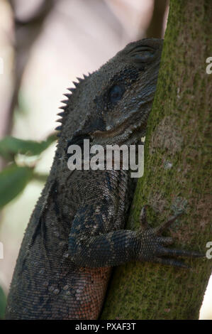 Sydney Australia, close-up lucertola sul tronco di albero Foto Stock