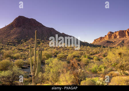 Sud Ovest USA, Arizona il paesaggio del deserto, la superstizione montagna vicino a Phoenix. Foto Stock