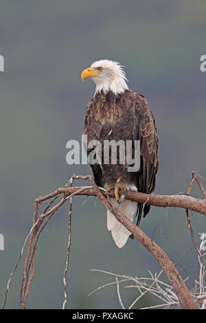 Adulto aquila calva al Salmone Argento Lodge Il Parco Nazionale del Lago Clark Alaska Foto Stock