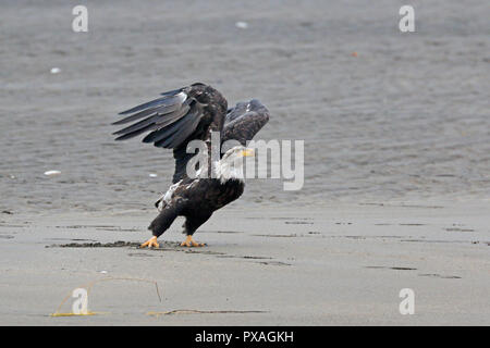 Aquila calva decollare al Salmone Argento Lodge Il Parco Nazionale del Lago Clark Alaska Foto Stock