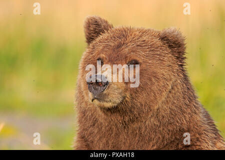 Orso bruno al Salmone Argento Lodge Il Parco Nazionale del Lago Clark Alaska USA Foto Stock