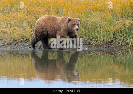 Orso bruno al Salmone Argento Lodge Il Parco Nazionale del Lago Clark Alaska USA Foto Stock