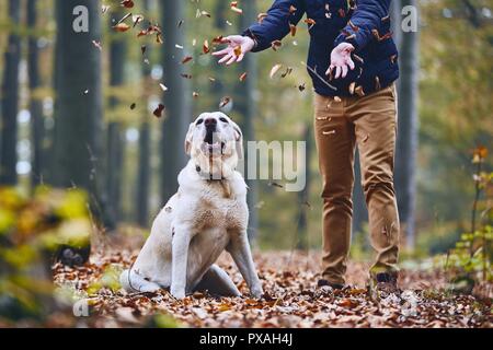 Uomo con cane nella foresta. Il Pet proprietario del labrador retriever godendo di autunno. Foto Stock