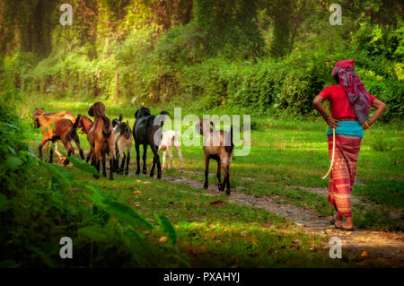 Donna pastore vestito in abiti colorati a piedi con i caprini in foresta, Nepal, Asia Foto Stock