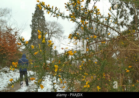 Gorse su Mariners Hill percorso ad anello sopra il Chartwell, Westerham, Kent. Sulla North Downs' Greensand scarpata in un giorno di neve, alla fine di marzo 2018. Foto Stock