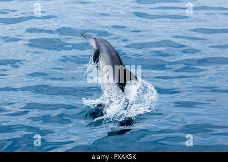 Spinner (Delfino Stenella longirostris) salta fuori la costa orientale di Taiwan Foto Stock