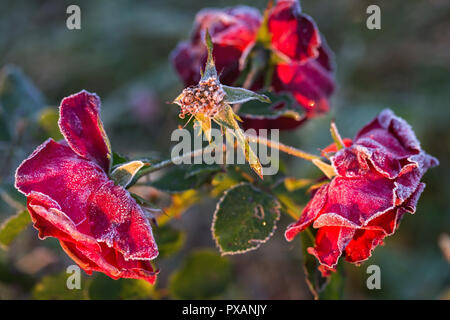 Inverno in giardino. Il primo gelate e congelate di rose fiori. Foto Stock