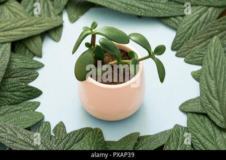 Crassula ovata pianta di giada money tree Foto Stock