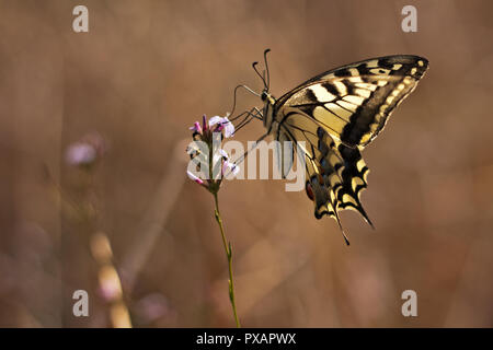 Farfalla a coda di rondine su un fiore . Foto Stock
