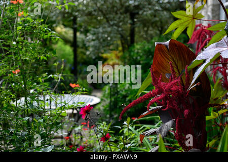 Amaranthus caudatus,l'amore si trova lo spurgo,patio,giardino,fiore,bloom,blossom,rosso,l'infiorescenza,RM Floral Foto Stock