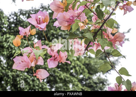 Il Bougainvillea spectabilis, Rio de Janeiro, Brasile, Rio de Janeiro Foto Stock