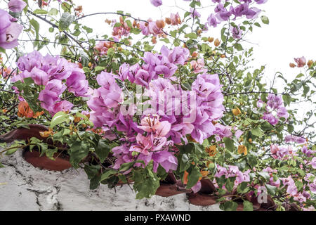 Il Bougainvillea spectabilis, Rio de Janeiro, Brasile, Rio de Janeiro Foto Stock