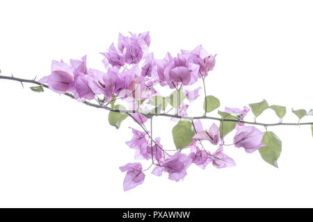 Il Bougainvillea spectabilis, Rio de Janeiro, Brasile, Rio de Janeiro Foto Stock