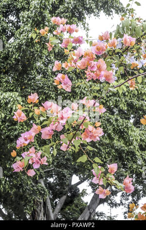 Il Bougainvillea spectabilis, Rio de Janeiro, Brasile, Rio de Janeiro Foto Stock