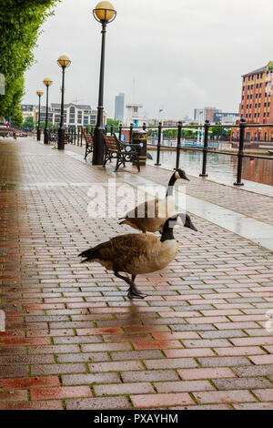 Due oche felicemente passeggiando lungo il sentiero a Salford Quays in Manchester su una mattina nuvoloso Foto Stock