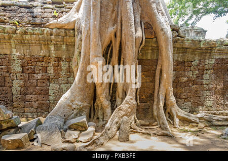 Radici di un spung, il famoso albero Tetrameles nudiflora, crescendo nella Ta Prohm rovine di templi in Cambogia e distruggendo le sue pareti Foto Stock