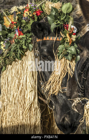 Tradizionale festa Hueter in Perchtoldsdorf, Bassa Austria, area di Vienna, Perchtoldsdorf Foto Stock