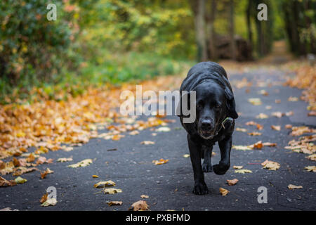Cane nero Labrador Retriever passeggiate nel bosco durante la stagione autunnale, cane ha un collare verde, arancio foglie sono intorno sul percorso Foto Stock