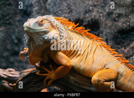 Close-up di un rosso iguana contro grigio sfondo sfocato Foto Stock