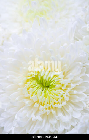 Crisantemi sono piante fiorite del genere crisantemo nella famiglia Asteraceae. Essi sono nativi di Asia e Nord-est Europa. Foto Stock