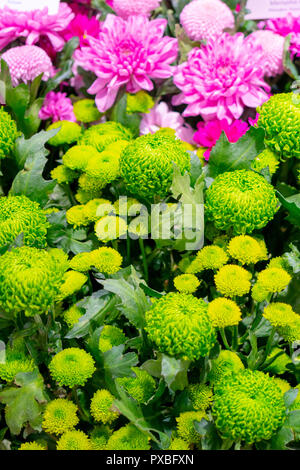 Crisantemi sono piante fiorite del genere crisantemo nella famiglia Asteraceae. Essi sono nativi di Asia e Nord-est Europa. Foto Stock