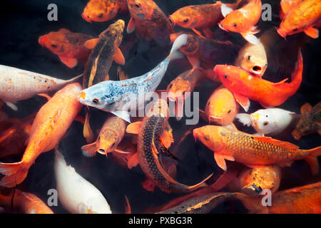 Molti pesci koi in uno stagno nella città imperiale di Hue, Vietnam Foto Stock