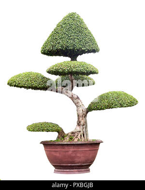 Bonsai cinese albero isolato su sfondo bianco Foto Stock