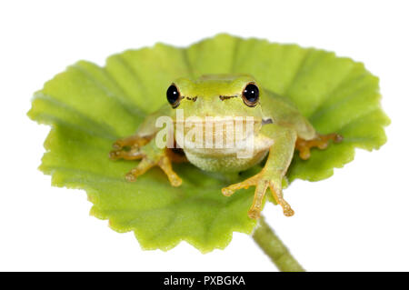 Piccolo VERDE RAGANELLA seduta sulla foglia verde - isolato sfondo bianco Foto Stock