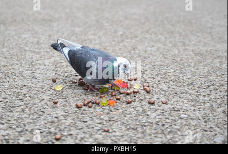 Pigeon mangiando caramelle in Worcester high street, England, Regno Unito Foto Stock