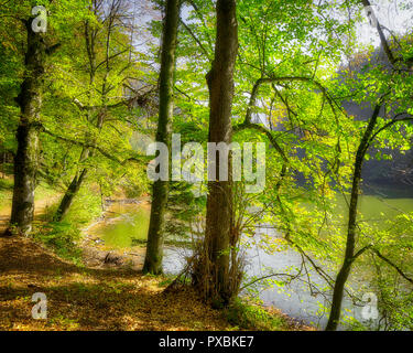 DE - Baviera: boschi lungo il vicino Schlossweiher Lenggries (HDR-immagine) Foto Stock