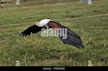 Una foto di un Africano Sea Eagle in volo Foto Stock