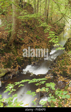 I colori autunnali a Eller Beck, Skipton Castle boschi, Skipton, North Yorkshire, Inghilterra, Ottobre Foto Stock