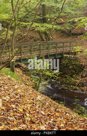 Passerella sul Eller Beck, Skipton Castle boschi, Skipton, North Yorkshire, Inghilterra, Ottobre Foto Stock