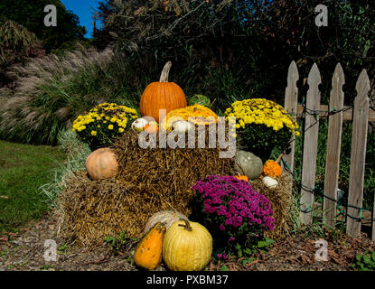 Una festosa caduta del display su un crip ottobre mattina piena di colorati zucche, zucche e fiori. Foto Stock