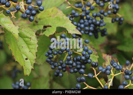 I mirtilli sulla bussola a inizio autunno Foto Stock