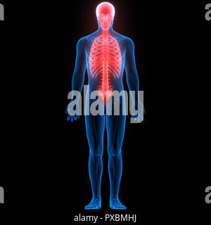 Scheletro umano del sistema dello scheletro assiale anatomia Foto Stock