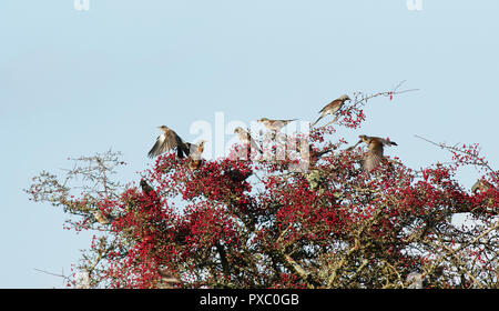 Llanwrthwl, Wales, Regno Unito. Xx oct, 2018. Un misto di gregge di diverse migliaia di specie di uccelli migratori sosta per alimentare fino sul Monte Ceneri e biancospino bacche vicino al Elan Valley. il gregge era composta principalmente di Allodole Cesene Beccacce [Turdus pilaris] con alcuni redwing [Turdus iliacus], tordo mistle [Turdus viscivorus] e anche alcuni storni [Sturnus vulgaris]. Credito: Phillip Thomas/Alamy Live News Foto Stock