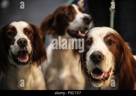 Londra REGNO UNITO 21 ottobre 2018 oltre 200 diverse razze di cani,Scruffts contest,cani e cuccioli di abbraccio e prendere selfies ,incredibile cane visualizza,questo è uno spettacolo da gustare da tutta la famiglia@Paolo Quezada-Neiman/Alamy Live News Foto Stock