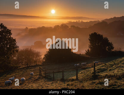 Bridport, Dorset, Regno Unito. Il 21 ottobre 2018. Meteo REGNO UNITO: pecore al sorgere del sole in una nebbiosa mattina autunnale nelle zone rurali del West Dorset. Credito: Celia McMahon/Alamy Live News Foto Stock