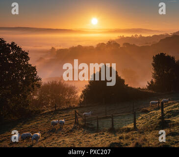 Bridport, Dorset, Regno Unito. Il 21 ottobre 2018. Meteo REGNO UNITO: pecore al sorgere del sole in una nebbiosa mattina autunnale nelle zone rurali del West Dorset. Credito: Celia McMahon/Alamy Live News Foto Stock