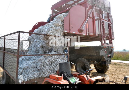 Xingtai cinese nella provincia di Hebei. Xxi oct, 2018. Lavoratori pack cotone da una raccoglitrice di cotone in Nangong, nel nord della Cina di nella provincia di Hebei, Ottobre 21, 2018. Credito: Zhu Xudong/Xinhua/Alamy Live News Foto Stock