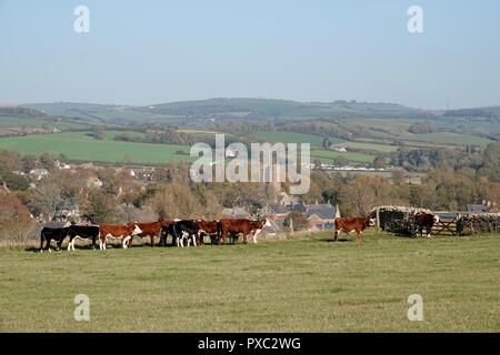 Dorset, Regno Unito. 21 ott 2018. Vacche godetevi il clima mite a Burton Bradstock villaggio in Dorset Credito: Finnbarr Webster/Alamy Live News Foto Stock