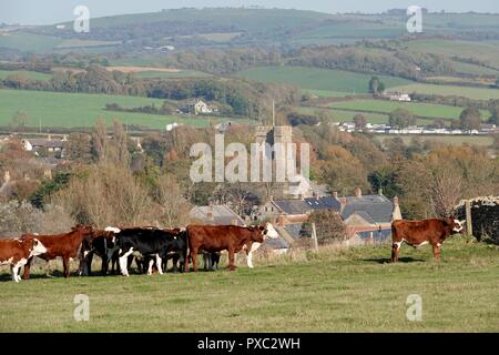 Dorset, Regno Unito. 21 ott 2018. Vacche godetevi il clima mite a Burton Bradstock villaggio in Dorset Credito: Finnbarr Webster/Alamy Live News Foto Stock