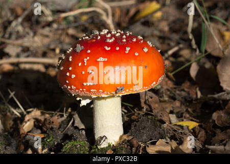 Sgabello agarico a mosca dai colori brillanti (Amanita muscaria) in autunno, Regno Unito Foto Stock