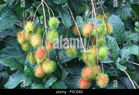 Close up di maturazione rosso pungenti Rambutan grappoli di frutta crescendo in pianta dal Kerala, India. Foto Stock