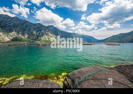 Molla paesaggio diurno degli stagni di pesce presso la Baia di Kotor, Boka Kotorska, vicino alla città di Perast, Montenegro, alcune reti da pesca nella parte anteriore Foto Stock