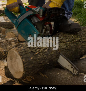 Lumberman utilizzando una motosega segatura di legno secco giacente sul terreno. Foto Stock